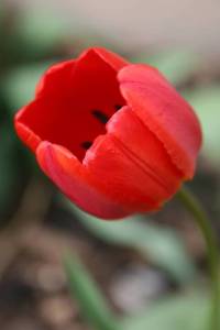 copy-of-tulips-015